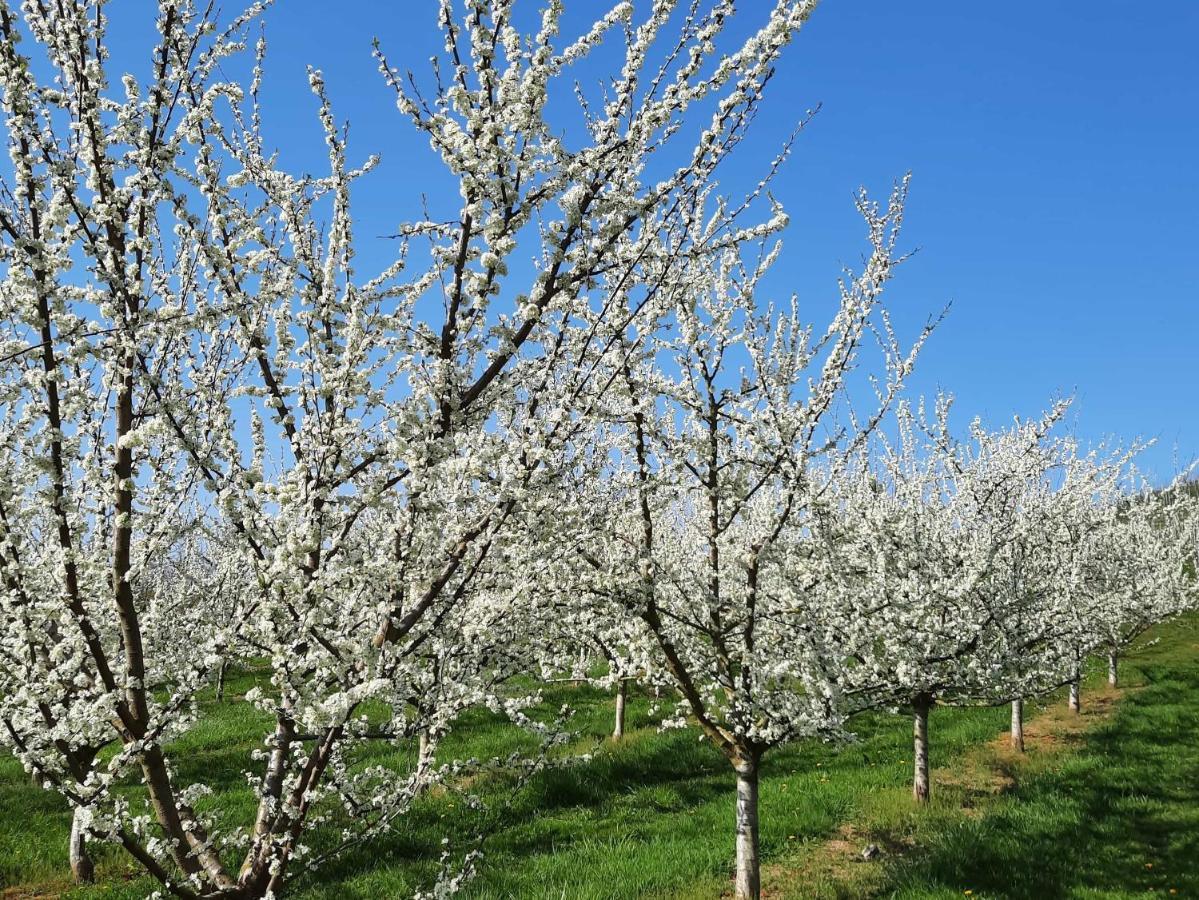 Ferienwohnung Am Weinberg Oberkirch Kültér fotó