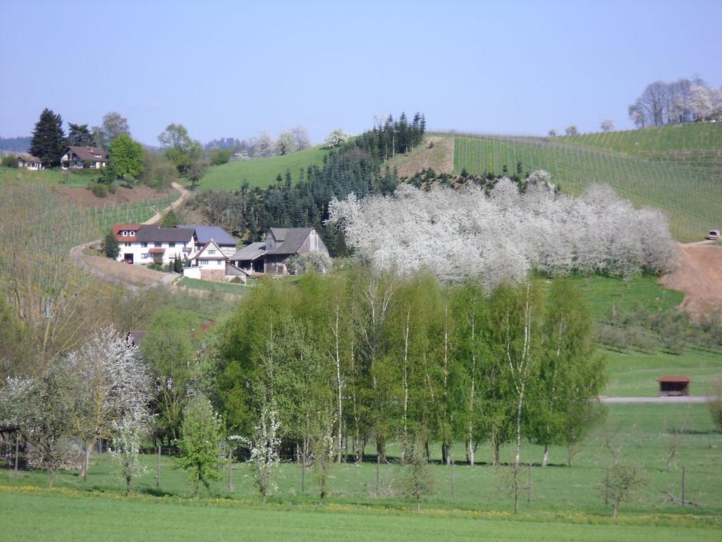 Ferienwohnung Am Weinberg Oberkirch Kültér fotó